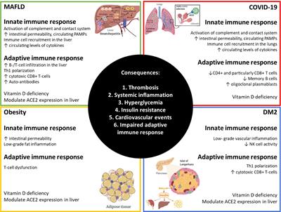 Innate and Adaptive Immunity Alterations in Metabolic Associated Fatty Liver Disease and Its Implication in COVID-19 Severity